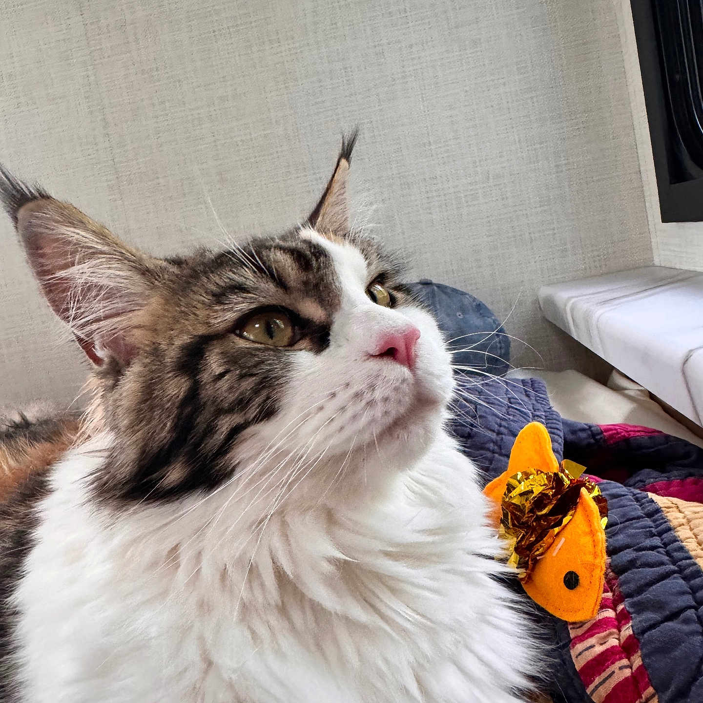 Snickers is registered to the contest to win money with this photo: cat, fluffy, pet, animal, indoor, toy, fish_toy, blanket, fur, whiskers, pink_nose, face, ears, curious, closeup, domestic_cat, cozy, resting, feline, cute