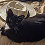 cat, black_and_white, hat, blanket, pet, feline, whiskers, indoor, closeup, laying_down, curious, texture, fabric, cute, domestic_animal, resting, animal, soft_light, cozy, portrait