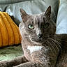 animal, cat, close_up, couch, cozy, domestic, feline, fur, gray_cat, green_eyes, household, indoor, living_room, pet, portrait, relaxed, resting, whiskers, white_patch, yellow_cushion