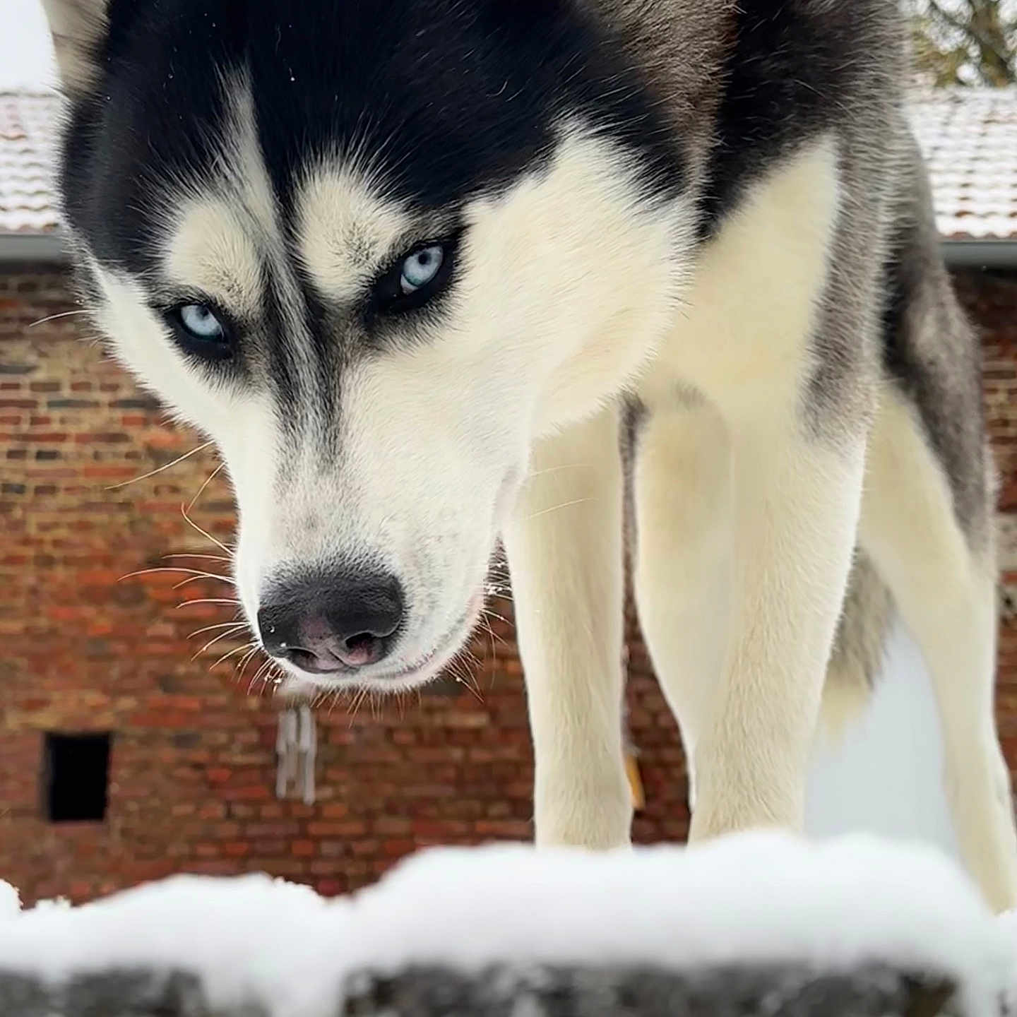 Samih participe au concours pour gagner de l'argent avec cette photo : animal, architecture, brick, canine, dog, eskimodog, fountain, husky, ice, nature, outdoors, pet, puppy, snout, snow, water, whitedog, winter, wolf