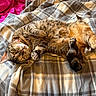animal, bed, blanket, cat, collar, comfort, cozy, cute, feline, fur, indoor, pet, pink, plaid, relaxed, resting, sleepy, soft, tabby, yellow_eyes
