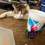 Zaza a rejoint le concours — aidez-le/la à gagner de superbes lots ! cat, sleeping, wooden_table, cup, spoon, fork, bookshelf, books, games, controller, speaker, indoor, furniture, pet, resting, closeup, domestic, cozy, blurred_background, tableware
