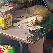 Chipie participe au concours pour gagner de l'argent avec cette photo : cat, sleeping, desk, papers, mms, tin, cushion, clutter, indoor, resting, feline, table, brown_cat, white_cat, relaxed, household, workspace, paper, decor, cozy