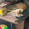 cat, sleeping, desk, papers, mms, tin, cushion, clutter, indoor, resting, feline, table, brown_cat, white_cat, relaxed, household, workspace, paper, decor, cozy