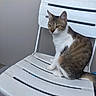 cat, tabby, white, plastic_chair, pet, animal, indoor, feline, sitting, curious, brown, striped, fur, whiskers, ears, tail, quiet, resting, side_view, domestic
