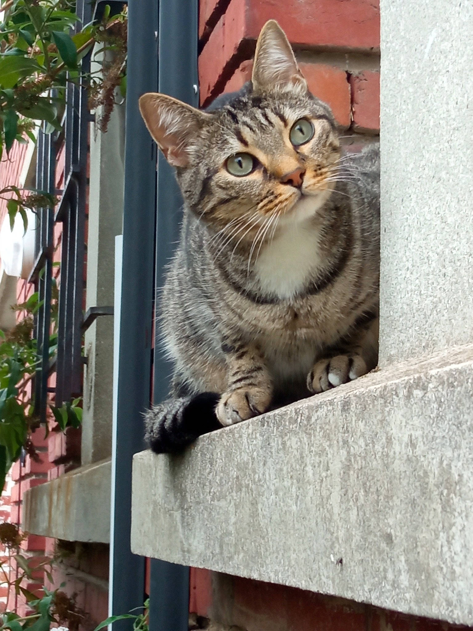 Nino participe au concours pour gagner de l'argent avec cette photo : carnivore, cat, domestic_short_haired_cat, felidae, fur, plant, small_to_medium_sized_cats, snout, tail, terrestrial_animal, tree, whiskers, wildlife, window