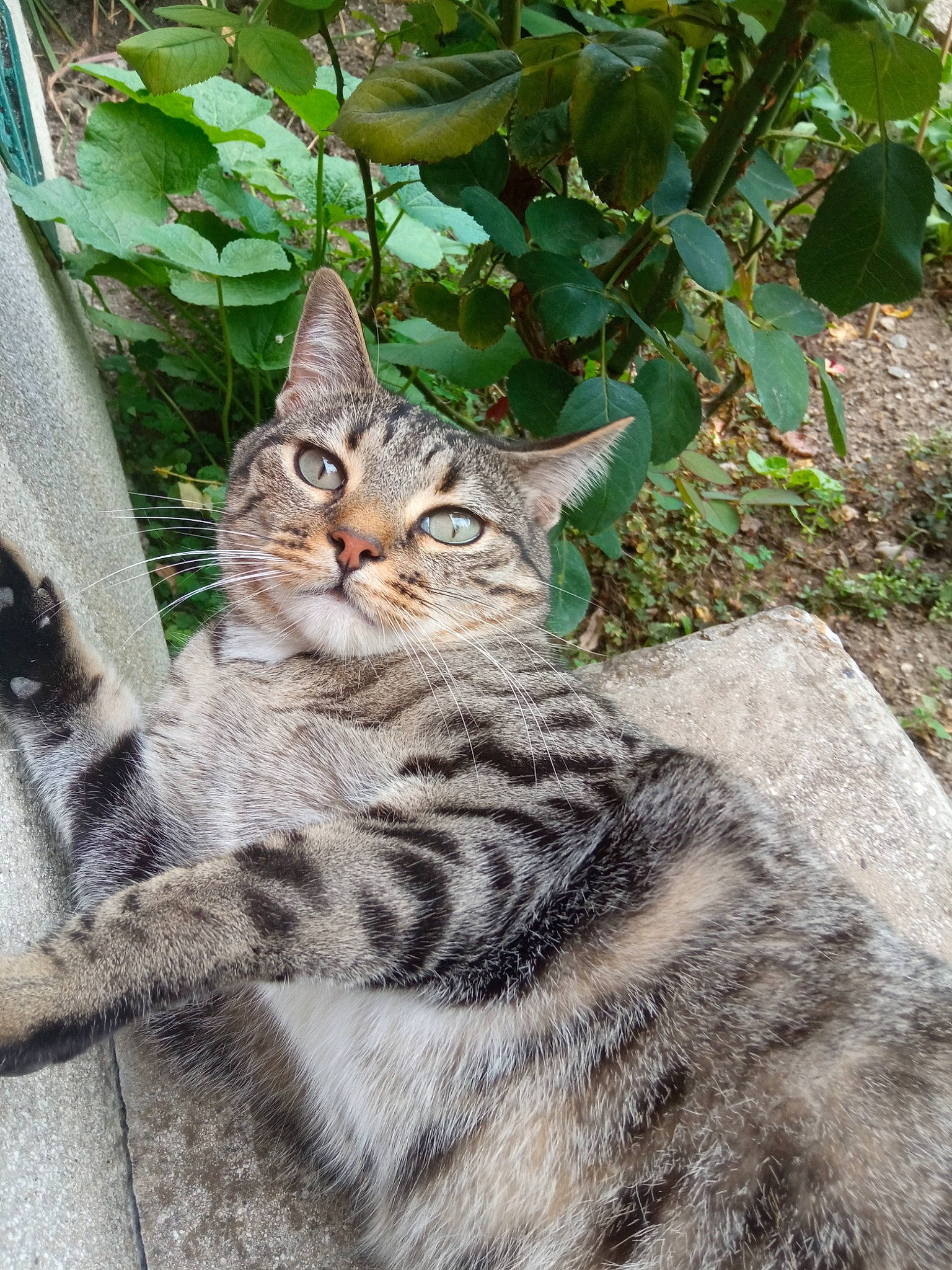 Nino a rejoint le concours — aidez-le/la à gagner de superbes lots ! carnivore, cat, claw, domestic_short_haired_cat, felidae, fur, grass, groundcover, pattern, paw, plant, sitting, small_to_medium_sized_cats, snout, soil, tail, terrestrial_animal, tree, whiskers, wildlife