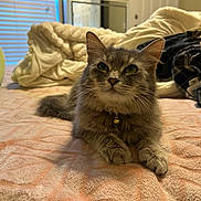 Tofu is registered to the contest to win money with this photo: animal, bed, bell, blanket, cat, collar, cozy, curious, domestic_cat, fur, furniture, gray_cat, indoor, pet, plaid_clothing, relaxed, resting, soft_lighting, whiskers, window_blinds