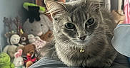 Tofu is registered to the contest to win money with this photo: animal, bedroom, bell, blanket, cat, collar, cozy, cute, fur, furniture, gray_cat, indoor, pet, plush_toys, poster, relaxed, stuffed_animals, tabby, wall_art, whiskers