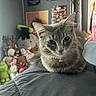 animal, bedroom, bell, blanket, cat, collar, cozy, cute, fur, furniture, gray_cat, indoor, pet, plush_toys, poster, relaxed, stuffed_animals, tabby, wall_art, whiskers