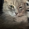 Tofu is registered to the contest to win money with this photo: animal, background, cat, close_up, ear, face, feline, fluffy, fur, gray_cat, green_eyes, indoor, nose, pattern, pet, portrait, relaxed, sleepy, textile, whiskers
