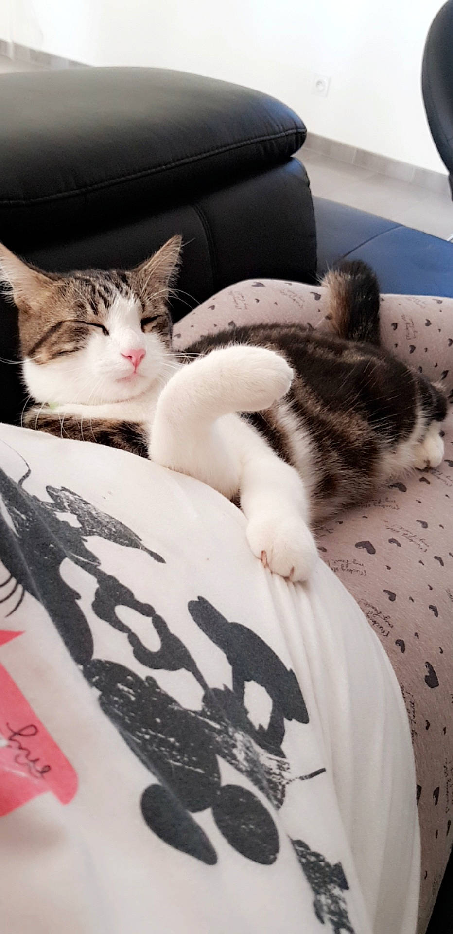 Balthazar a rejoint le concours — aidez-le/la à gagner de superbes lots ! aegean_cat, american_shorthair, asian, carnivore, cat, domestic_short_haired_cat, european_shorthair, felidae, fur, kitten, paw, photography, small_to_medium_sized_cats, tabby_cat, tail, whiskers