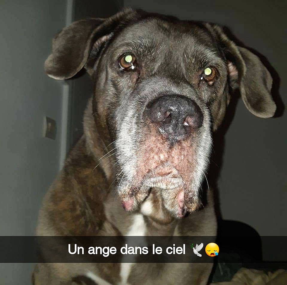 Daikin a rejoint le concours — aidez-le/la à gagner de superbes lots ! borador, carnivore, companion_dog, dog, dog_breed, dog_collar, fur, hunting_dog, liver, sporting_group, terrestrial_animal, whiskers, working_animal