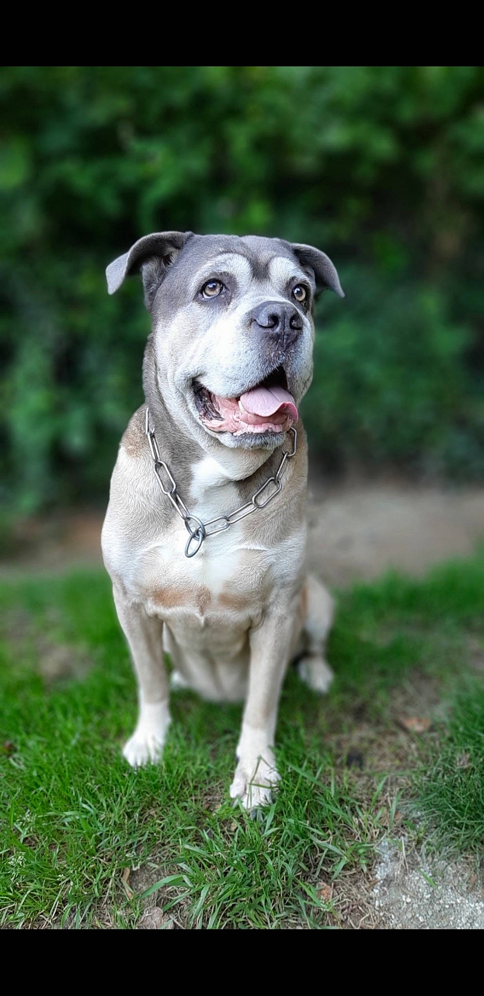 Heiko a rejoint le concours — aidez-le/la à gagner de superbes lots ! canidae, carnivore, collar, companion_dog, dog, dog_breed, dog_collar, fawn, grass, non_sporting_group, plant, snout, sporting_group, whiskers, working_animal, working_dog