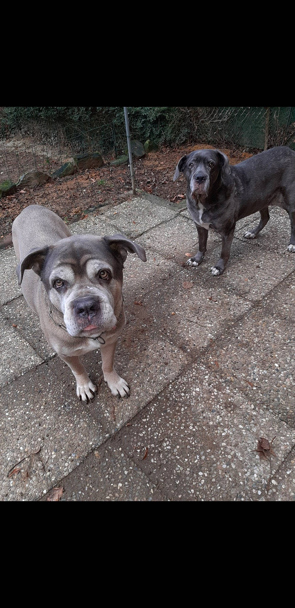 Heiko participe au concours pour gagner de l'argent avec cette photo : canidae, carnivore, companion_dog, dog, dog_breed, fawn, leash, metal, paw, snout, soil, sporting_group, street_dog, working_animal