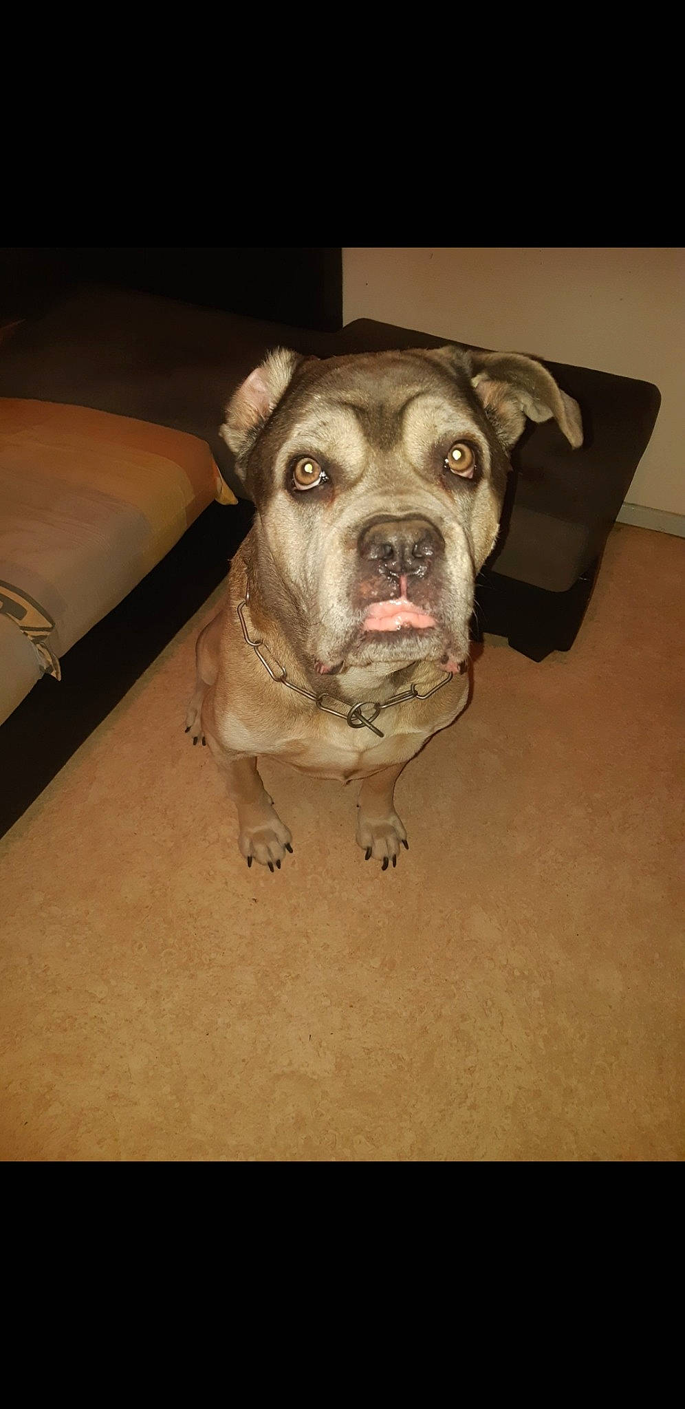 Heiko a rejoint le concours — aidez-le/la à gagner de superbes lots ! canidae, carnivore, companion_dog, dog, dog_breed, dog_supply, fawn, fur, non_sporting_group, pet_supply, snout, sporting_group, terrestrial_animal, whiskers, working_animal, working_dog, wrinkle