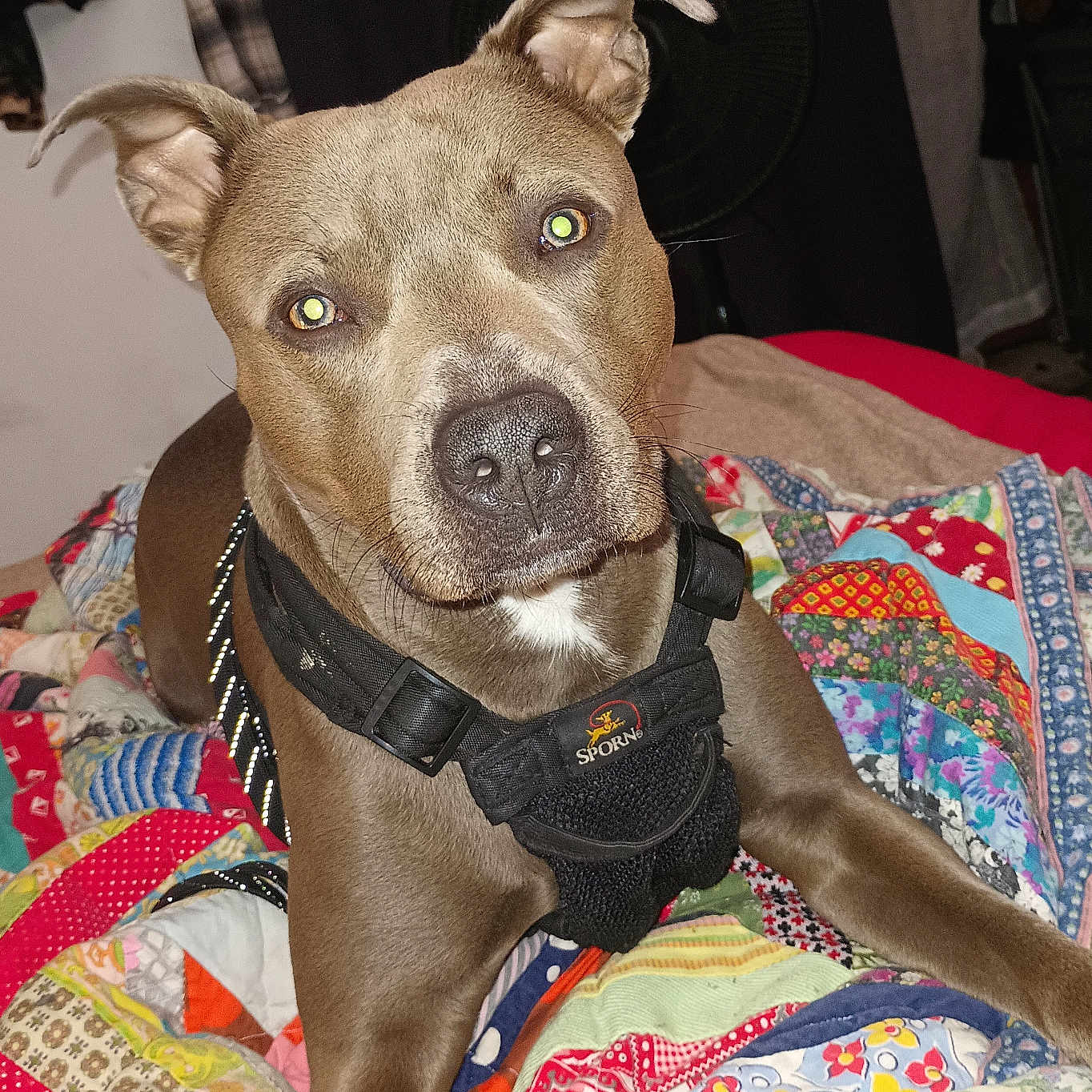 Loki joined the competition — help win amazing prizes! accessories, animal, bed, bedroom, blanket, bulldog, canine, cushion, dog, furniture, homedecor, hound, indoors, interiordesign, pet, pitbull, puppy, quilt, room, strap