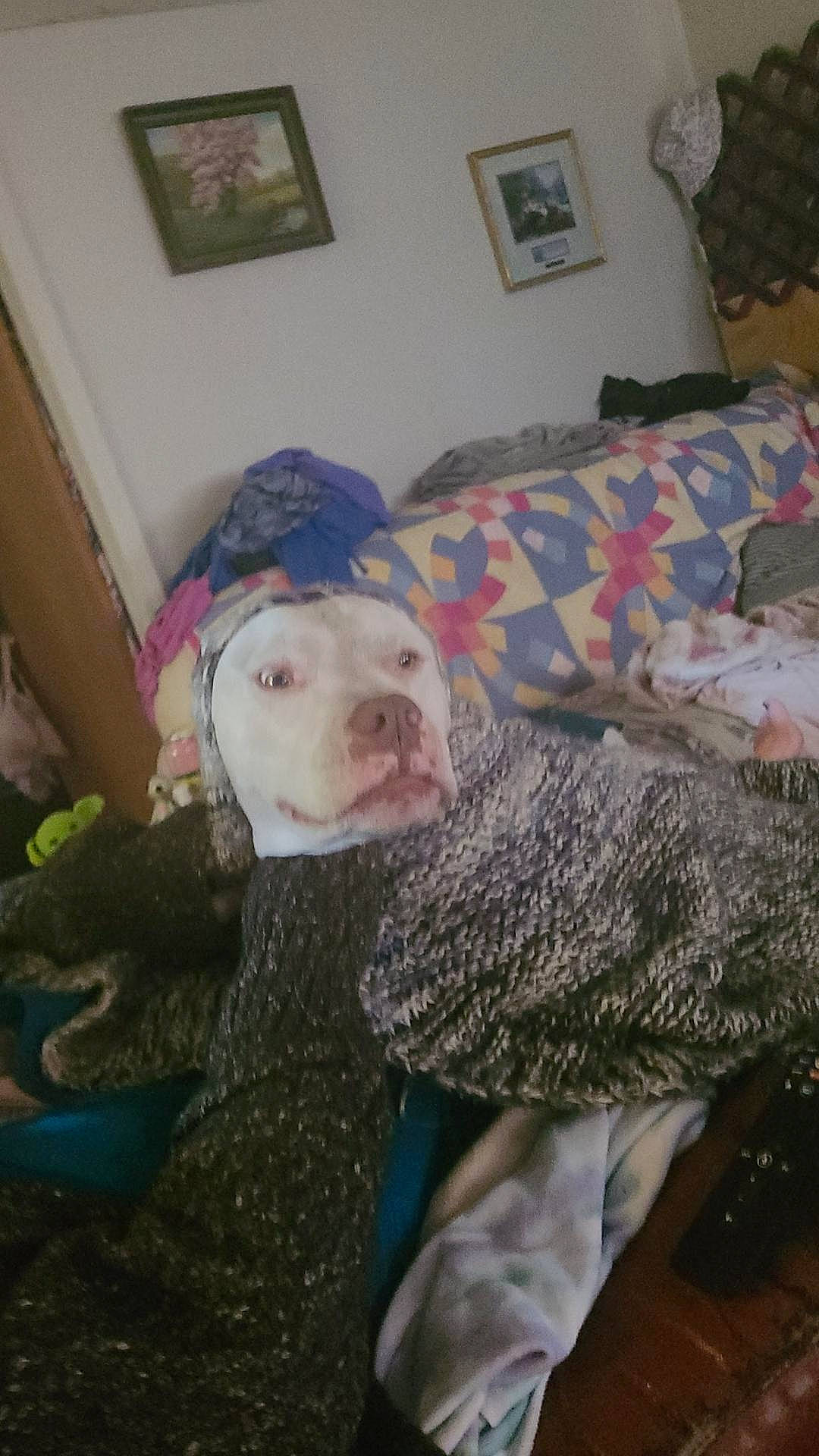 Finley joined the competition — help win amazing prizes! bedding, comfort, companion_dog, couch, dog, dog_breed, flooring, fun, fur, linens, living_room, pattern, picture_frame, room, selfie, sitting, sporting_group, textile, tree, wood