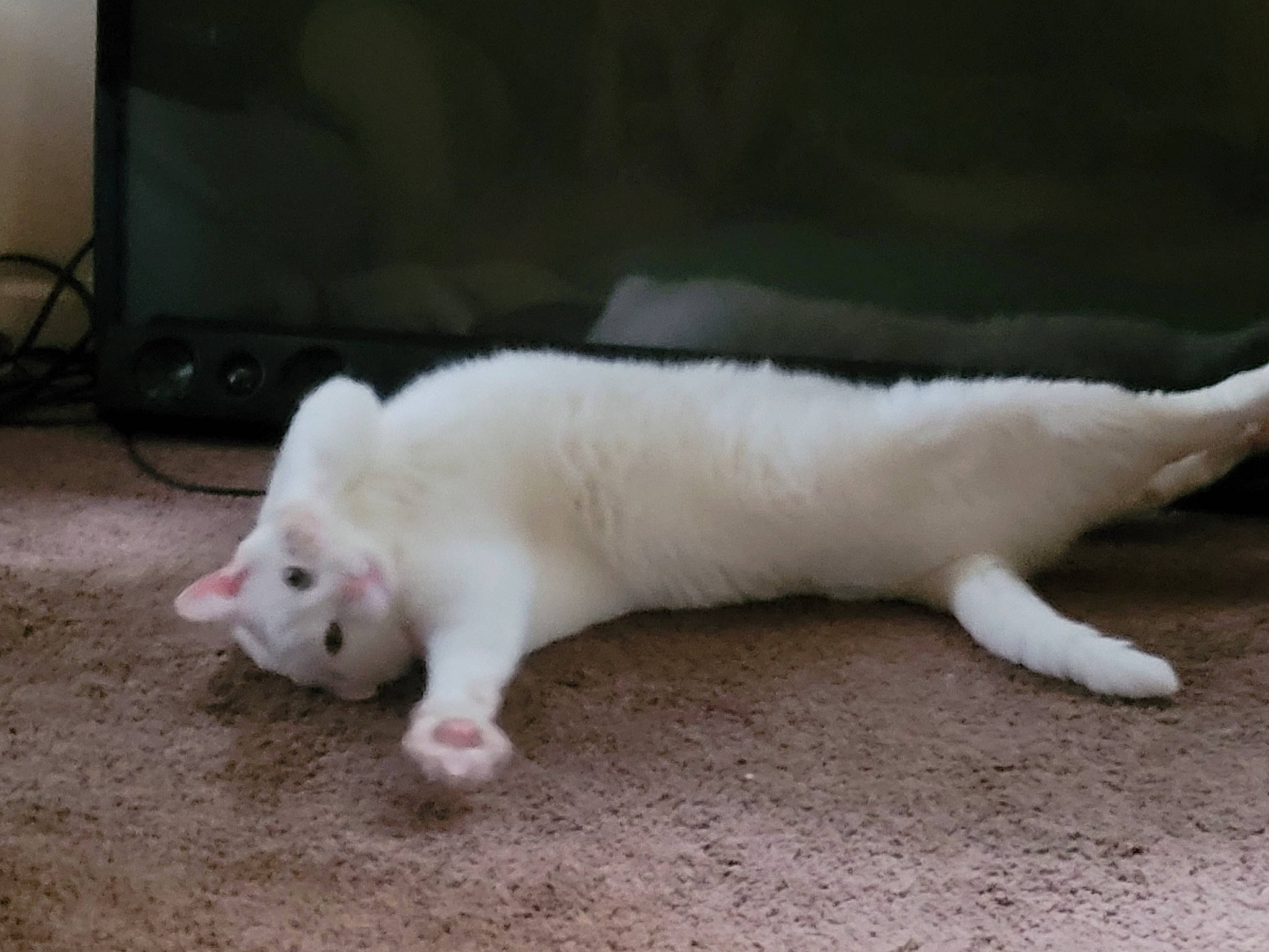 Castiel is registered to the contest to win money with this photo: analog_television, carnivore, cat, claw, comfort, domestic_short_haired_cat, fawn, felidae, flooring, foot, fur, hardwood, paw, small_to_medium_sized_cats, tail, television, terrestrial_animal, whiskers