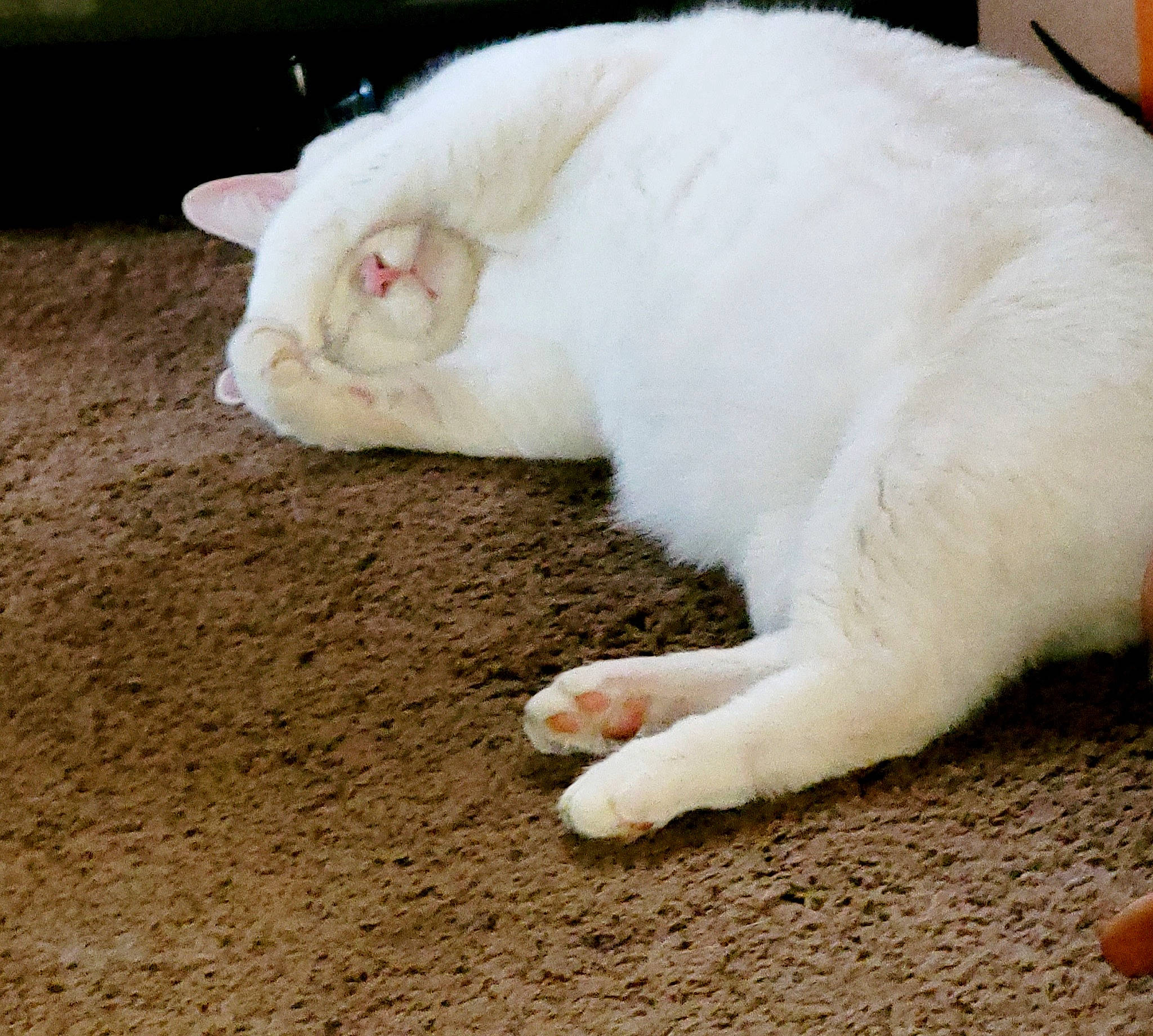 Castiel joined the competition — help win amazing prizes! carnivore, cat, claw, comfort, domestic_short_haired_cat, felidae, flooring, foot, fur, paw, small_to_medium_sized_cats, snout, tail, terrestrial_animal, whiskers