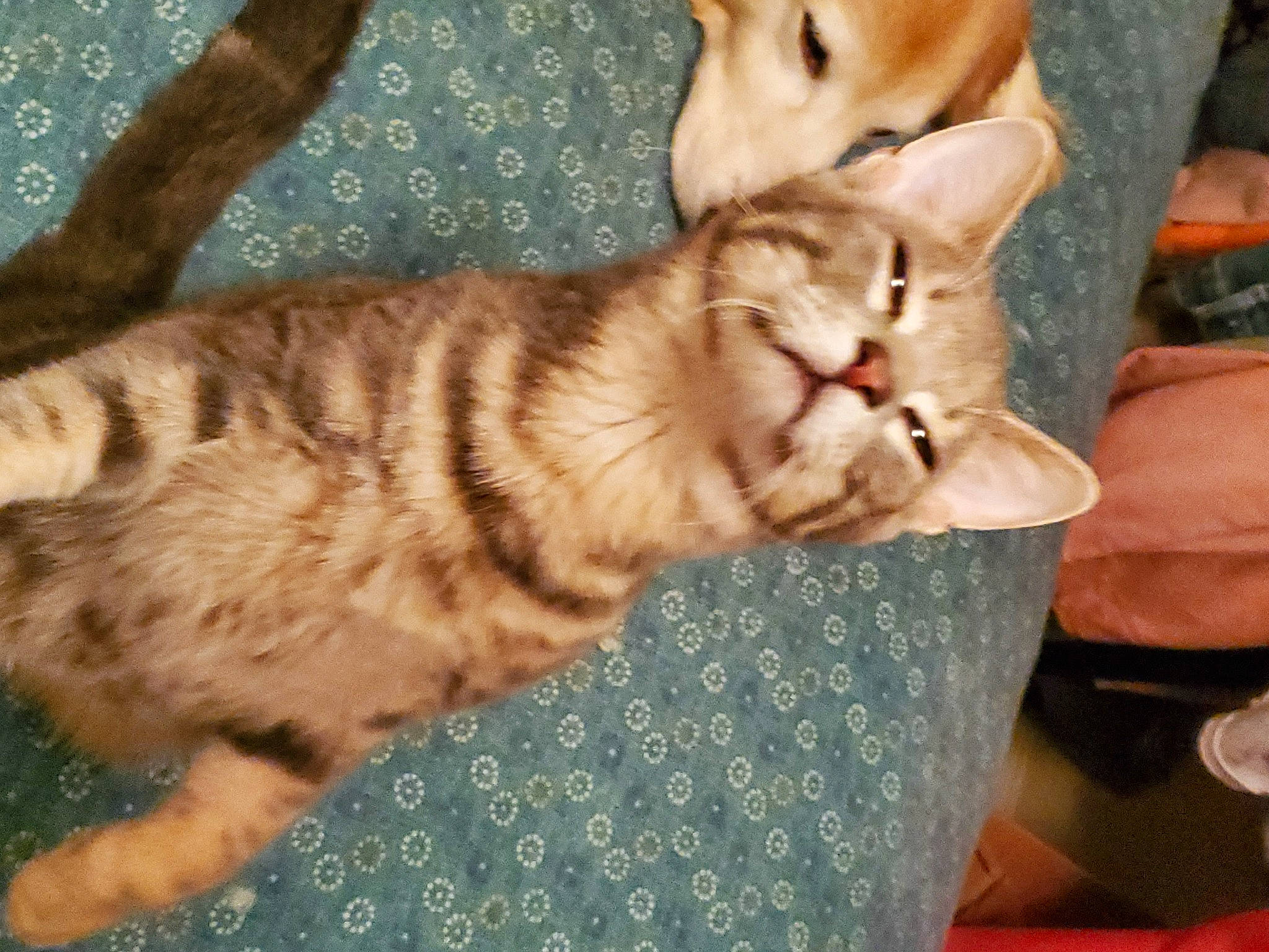 Tiny Kitty joined the competition — help win amazing prizes! canidae, carnivore, cat, cat_furniture, claw, comfort, domestic_short_haired_cat, fawn, felidae, fur, nap, paw, sitting, small_to_medium_sized_cats, snout, tail, terrestrial_animal, whiskers, wood