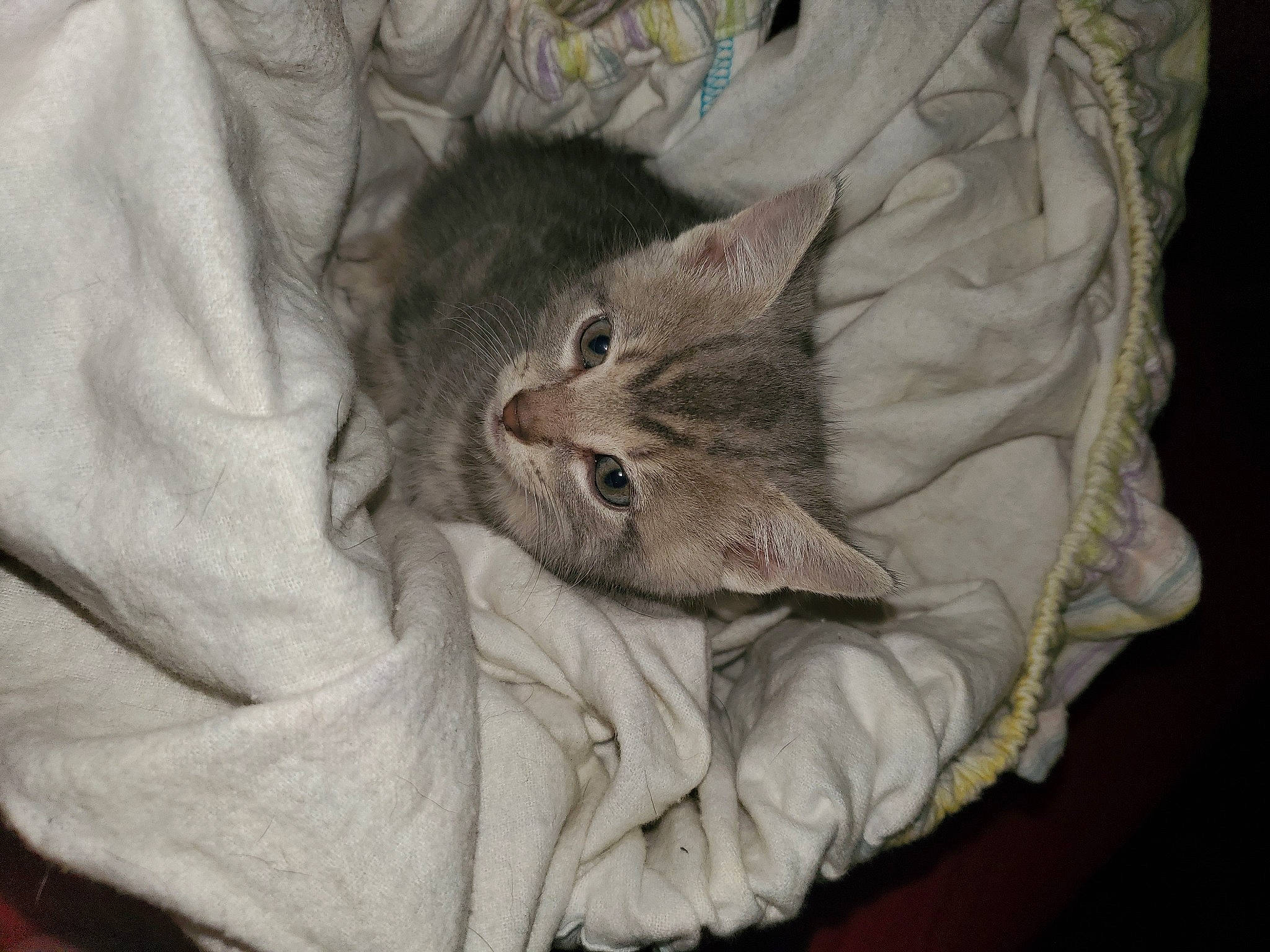 Tiny Kitty joined the competition — help win amazing prizes! baby_toddler_clothing, carnivore, cat, claw, comfort, domestic_short_haired_cat, felidae, fur, grey, linens, pattern, sleeve, small_to_medium_sized_cats, t_shirt, tail, top, whiskers