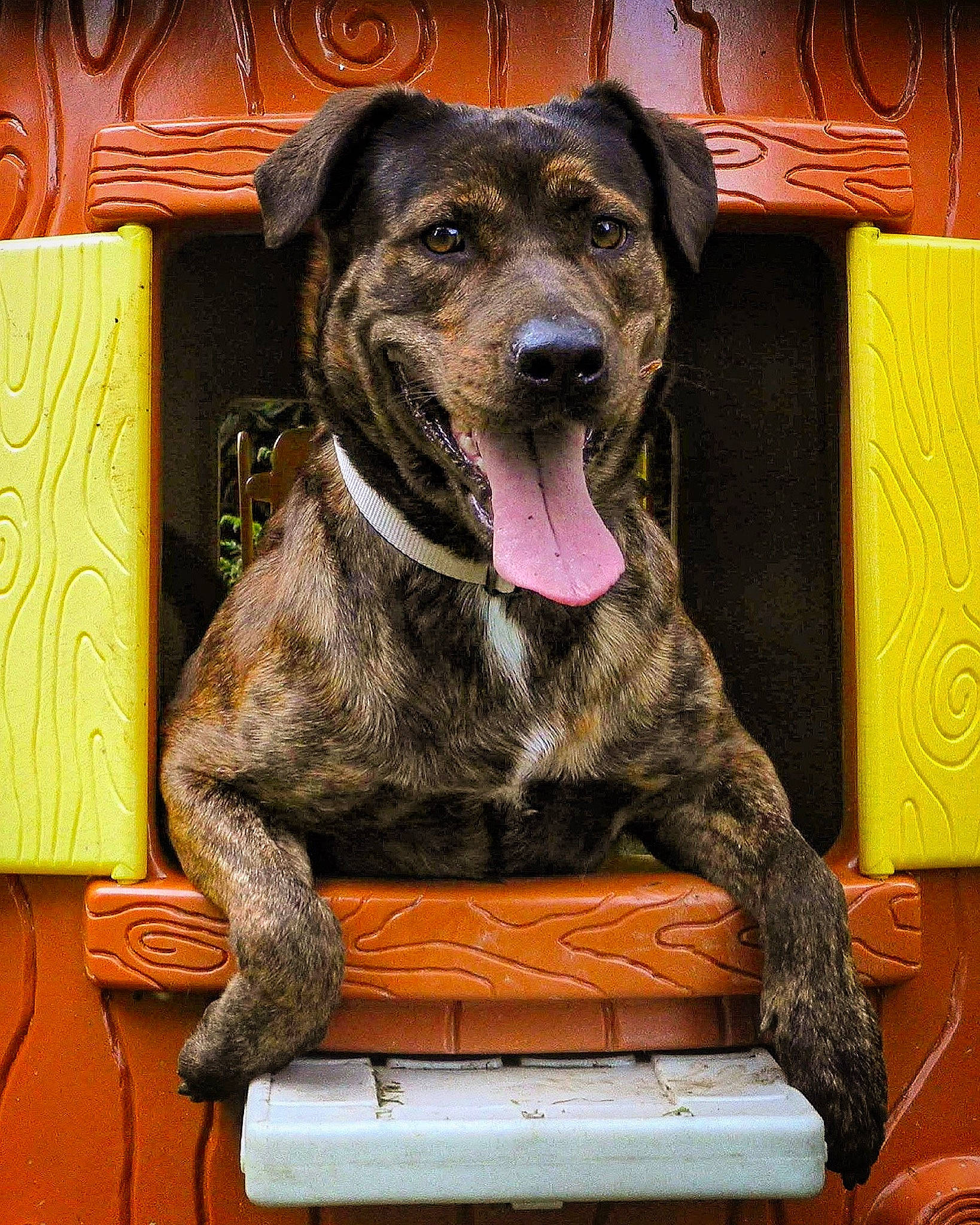 Kenya participe au concours pour gagner de l'argent avec cette photo : ancient_dog_breeds, art, biting, canidae, carnivore, companion_dog, dog, dog_breed, door_mat, fawn, fur, guard_dog, metal, rectangle, snout, sporting_group, terrestrial_animal, wood, working_animal, working_dog