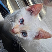 Yoshi is registered to the contest to win money with this photo: animal, blue_eyes, cat, close_up, closeup, curious, cute, domestic_cat, face, feline, fur, indoor, natural_light, pet, pink_ears, portrait, soft_texture, sunlight, whiskers, white_cat