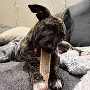 Groot participe au concours pour gagner de l'argent avec cette photo : animal, blanket, boxer, bulldog, canine, couch, cushion, dog, frenchbulldog, furniture, homedecor, hound, indoors, labradorretriever, pet, pitbull, pointer, puppy, snout, wood