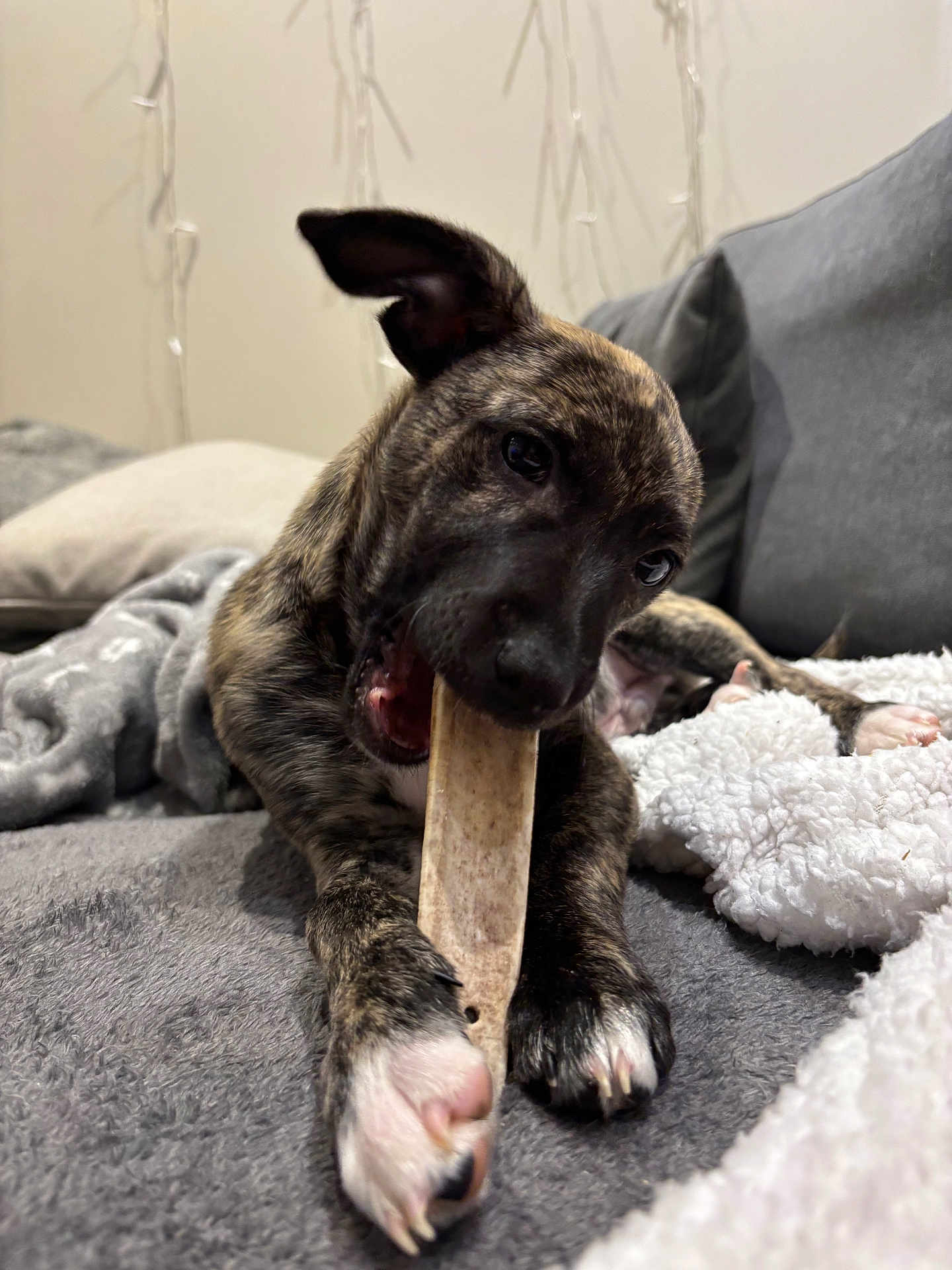 Groot participe au concours pour gagner de l'argent avec cette photo : animal, blanket, boxer, bulldog, canine, couch, cushion, dog, frenchbulldog, furniture, homedecor, hound, indoors, labradorretriever, pet, pitbull, pointer, puppy, snout, wood