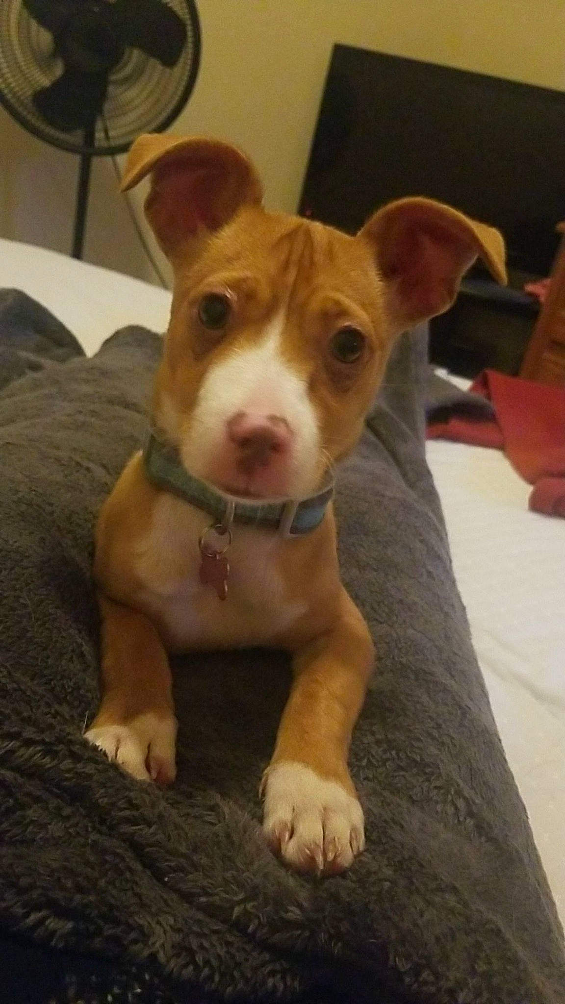 Nellie joined the competition — help win amazing prizes! ancient_dog_breeds, canidae, carnivore, collar, companion_dog, dog, dog_breed, fawn, hunting_dog, liver, non_sporting_group, pet_supply, snout, sporting_group, tail, terrestrial_animal, terrier, toy_dog, whiskers, working_animal