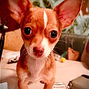 Tazz joined the competition — help win amazing prizes! animal, brown, chihuahua, closeup, cute, dog, domestic_animal, ears, eyes, face, fur, indoor, looking, nose, pet, portrait, small_dog, table, white, young
