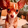 animal, brown, chihuahua, closeup, cute, dog, domestic_animal, ears, eyes, face, fur, indoor, looking, nose, pet, portrait, small_dog, table, white, young