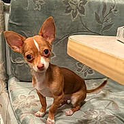 Tazz joined the competition — help win amazing prizes! chihuahua, puppy, dog, small_dog, brown_dog, white_markings, ears, sitting, curious, cushioned_bench, floral_pattern, table, indoor, pet, animal, cute, companion, looking, fur, domestic_animal