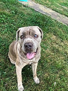 Lou is registered to the contest to win money with this photo: canidae, carnivore, collar, companion_dog, dog, dog_breed, dog_collar, fawn, grass, groundcover, hunting_dog, non_sporting_group, snout, sporting_group, tail, working_animal, working_dog