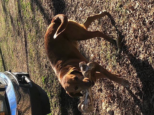 Dan is registered to the contest to win money with this photo: adventure, canidae, carnivore, dog, dog_breed, fawn, grass, landscape, people_in_nature, plant, shadow, snout, soil, sporting_group, tail, terrestrial_animal, tree, trunk, wood, working_animal