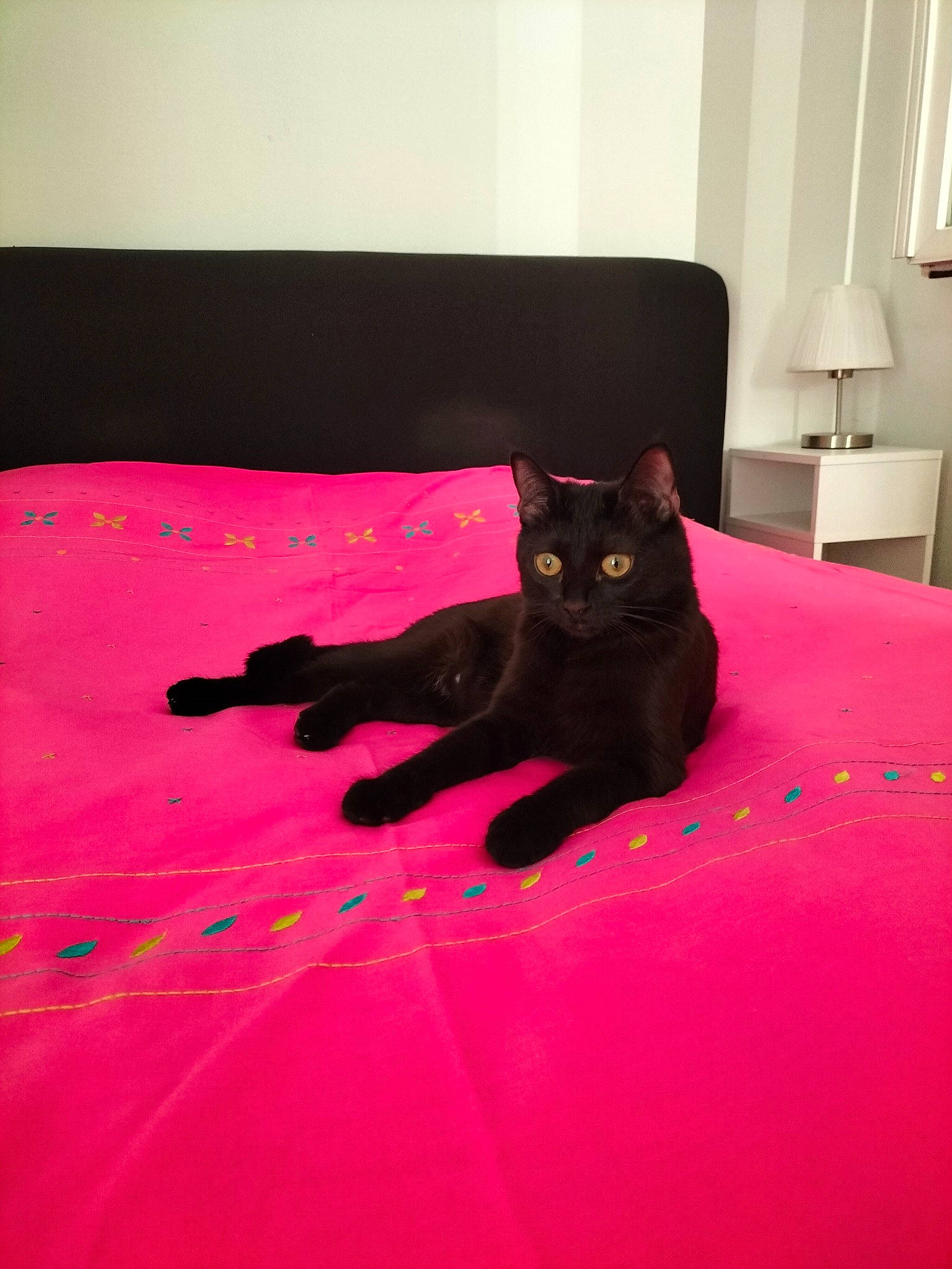 Molly a rejoint le concours — aidez-le/la à gagner de superbes lots ! bedding, bombay, carnivore, cat, comfort, felidae, floor, flooring, grey, hardwood, linens, magenta, pink, purple, small_to_medium_sized_cats, tail, textile, tints_and_shades, whiskers, wood