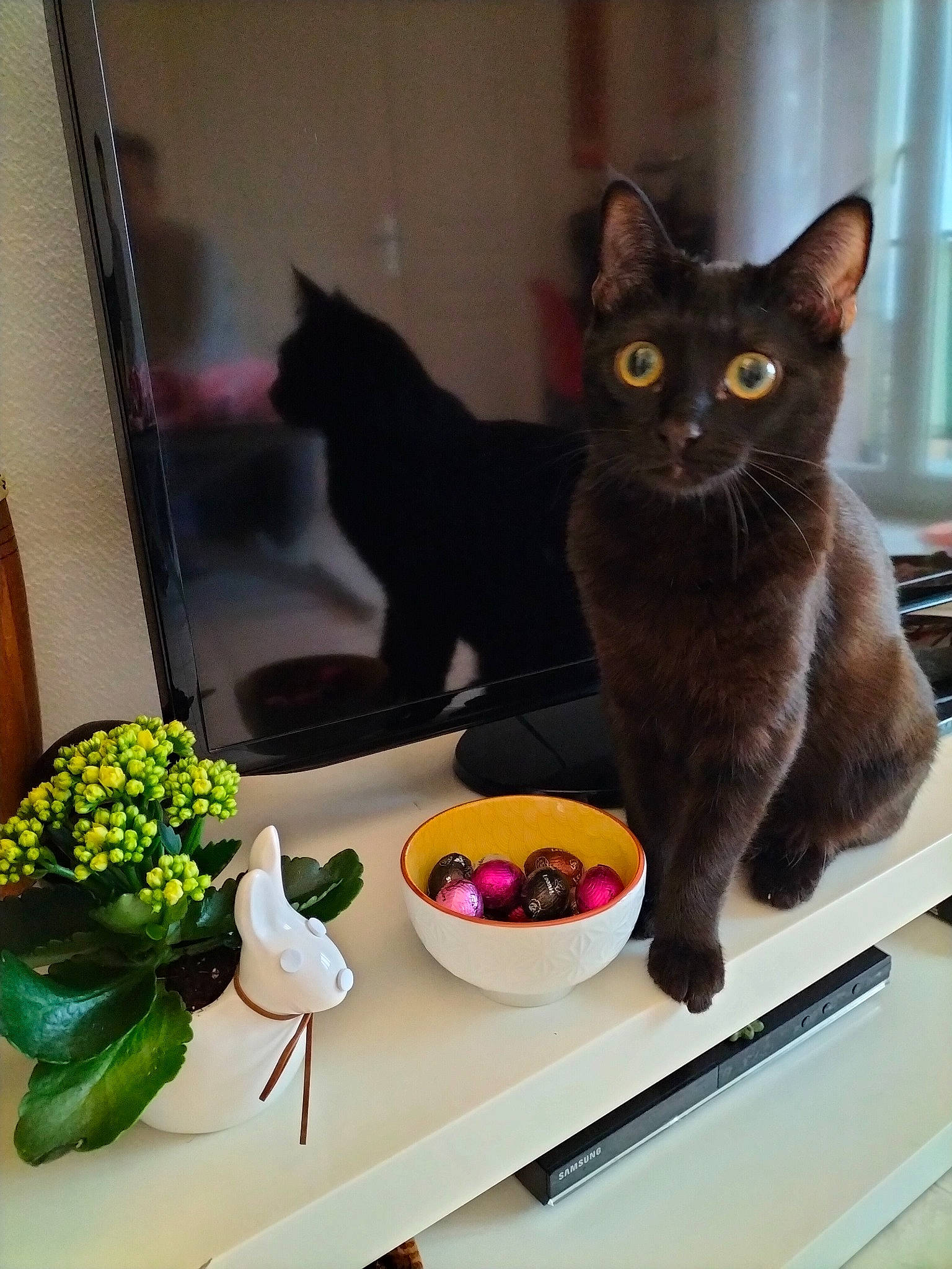 Molly a rejoint le concours — aidez-le/la à gagner de superbes lots ! black_cat, bombay, carnivore, cat, cat_supply, dishware, domestic_short_haired_cat, felidae, flower_arranging, leaf_vegetable, petal, plant, plate, serveware, small_to_medium_sized_cats, table, tableware, tail, whiskers, window