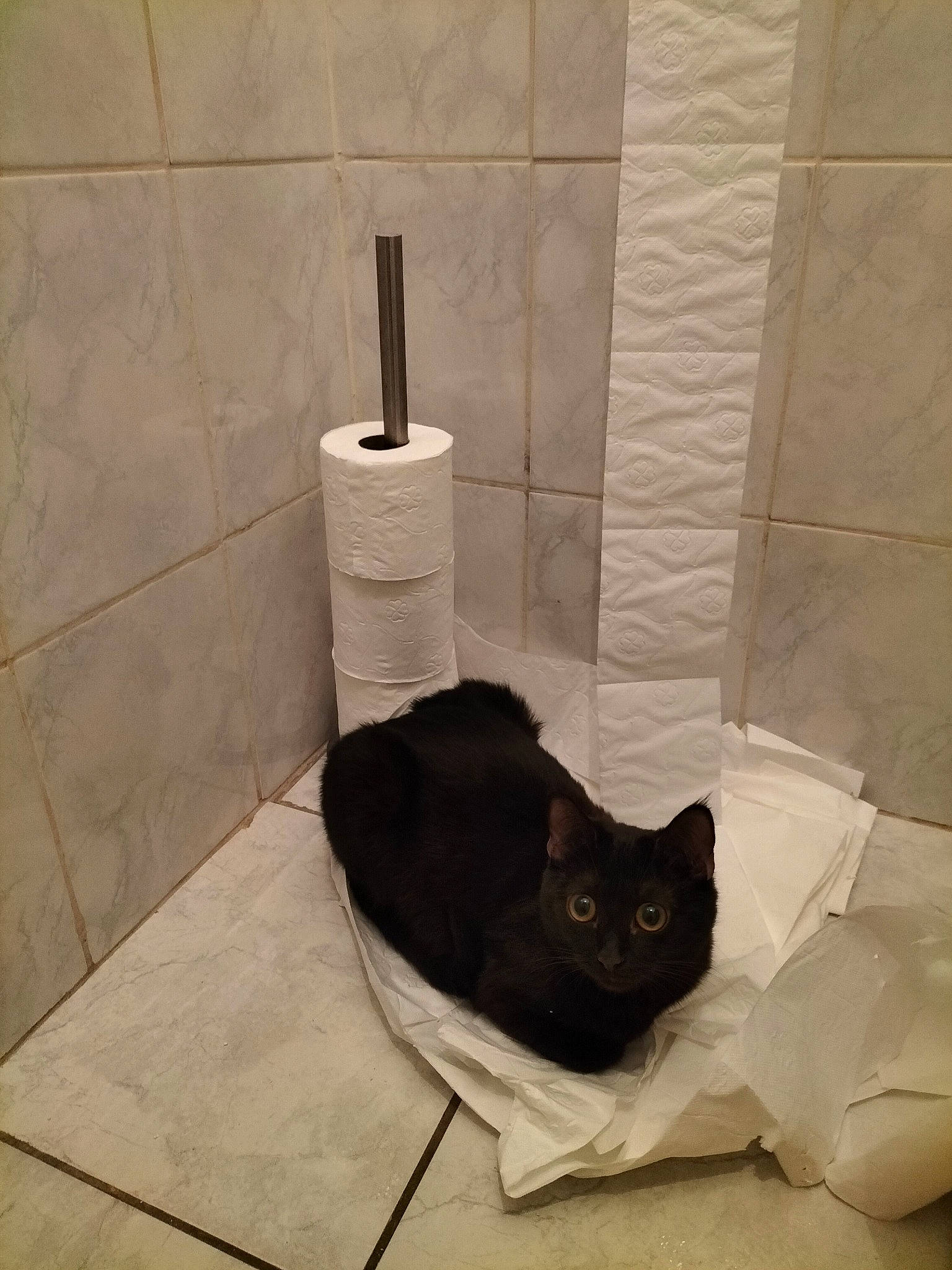 Molly participe au concours pour gagner de l'argent avec cette photo : bathroom, black_cat, carnivore, cat, comfort, domestic_short_haired_cat, felidae, floor, flooring, grey, hardwood, household_supply, pet_supply, plumbing_fixture, rectangle, small_to_medium_sized_cats, table, tail, whiskers, wood