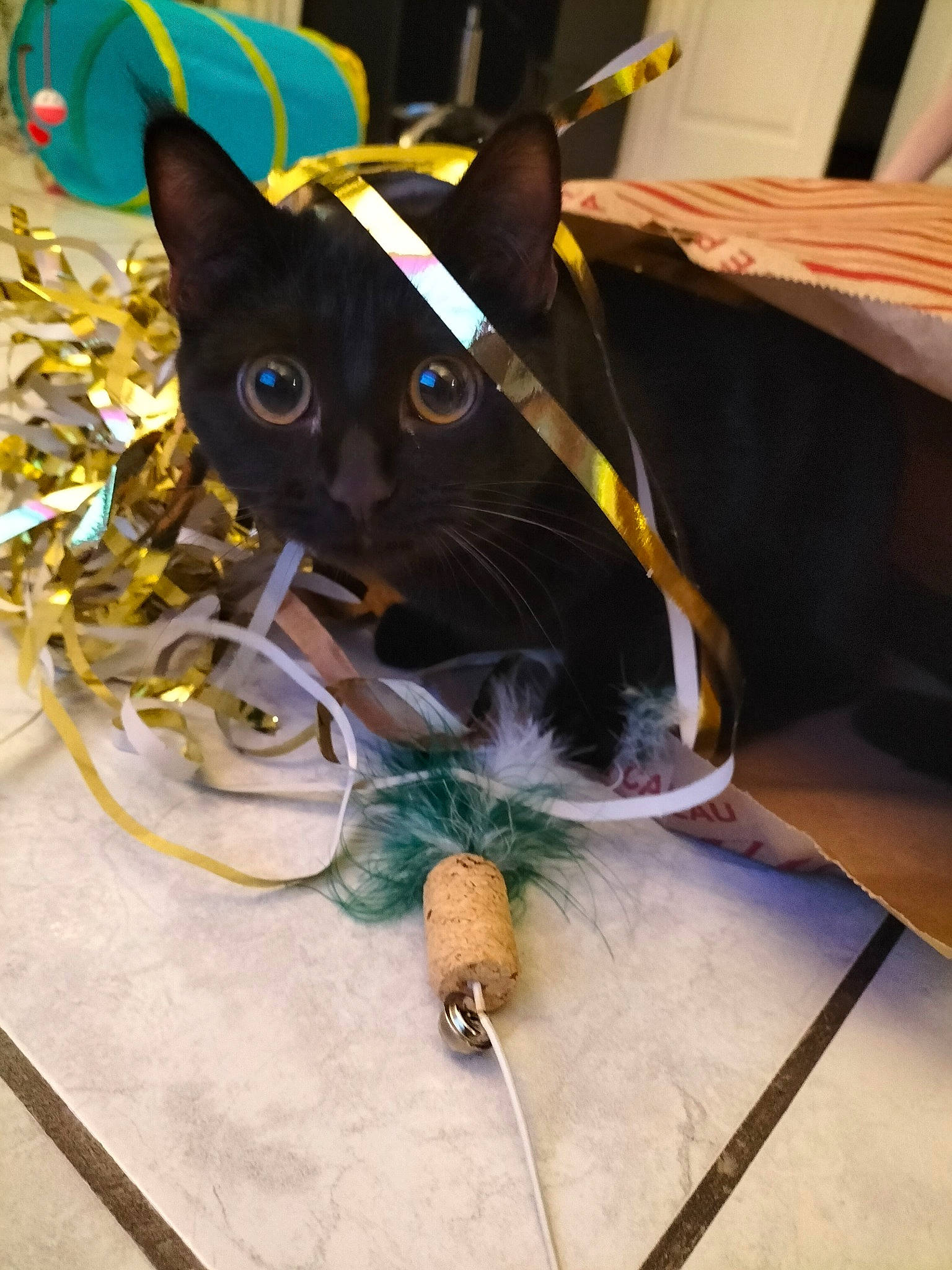 Molly participe au concours pour gagner de l'argent avec cette photo : bag, black_cat, bombay, carnivore, cat, collar, domestic_short_haired_cat, electric_blue, fashion_accessory, felidae, fur, personal_protective_equipment, small_to_medium_sized_cats, snout, tail, whiskers