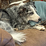 Cleo is registered to the contest to win money with this photo: dog, merle_coat, couch, pillow, brown, blue, blanket, resting, relaxed, indoor, pet, fur, animal, canine, companion, home, comfort, laying_down, snout, ears