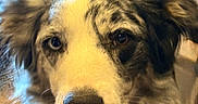 Cleo is registered to the contest to win money with this photo: animal, brown_eyes, canine, close_up, companion, curious, dog, domestic_animal, ears, face, fluffy, fur, house, indoor, looking, muzzle, nose, pet, portrait, whiskers