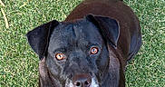 Onyx Swoopy is registered to the contest to win money with this photo: animal, black_dog, brown_eyes, canine, collar, companion, cute, dog, ears, friendly, fur, grass, looking_up, loyal, nature, outdoor, pet, sitting, snout, tag