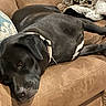 Onyx Swoopy joined the competition — help win amazing prizes! animal, black_dog, blanket, canine, close_up, collar, comfort, couch, dog, domestic, fur, furniture, home, indoor, laying_down, living_room, pet, relaxation, resting, sleepy