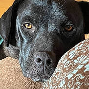 Onyx Swoopy joined the competition — help win amazing prizes! dog, black_dog, close_up, resting, cushion, patterned_cushion, indoor, pet, animal, face, fur, ears, nose, whiskers, golden_eyes, comfort, relaxing, home, portrait, canine