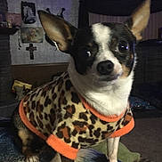 Pablo Escobar joined the competition — help win amazing prizes! canidae, carnivore, chihuahua, companion_dog, corgi_chihuahua, dog, dog_breed, fawn, feist, mammal, miniature_fox_terrier, nose, rat_terrier, snout, sporting_group, teddy_roosevelt_terrier, toy_dog, toy_fox_terrier, vertebrate, whiskers