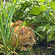 Karamel participe au concours pour gagner de l'argent avec cette photo : cat, ginger_cat, animal, pet, outdoor, garden, plants, greenery, leaves, soil, nature, sunlight, crouching, whiskers, ears, eyes, feline, mammal, closeup, daylight
