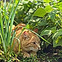 cat, ginger_cat, animal, pet, outdoor, garden, plants, greenery, leaves, soil, nature, sunlight, crouching, whiskers, ears, eyes, feline, mammal, closeup, daylight