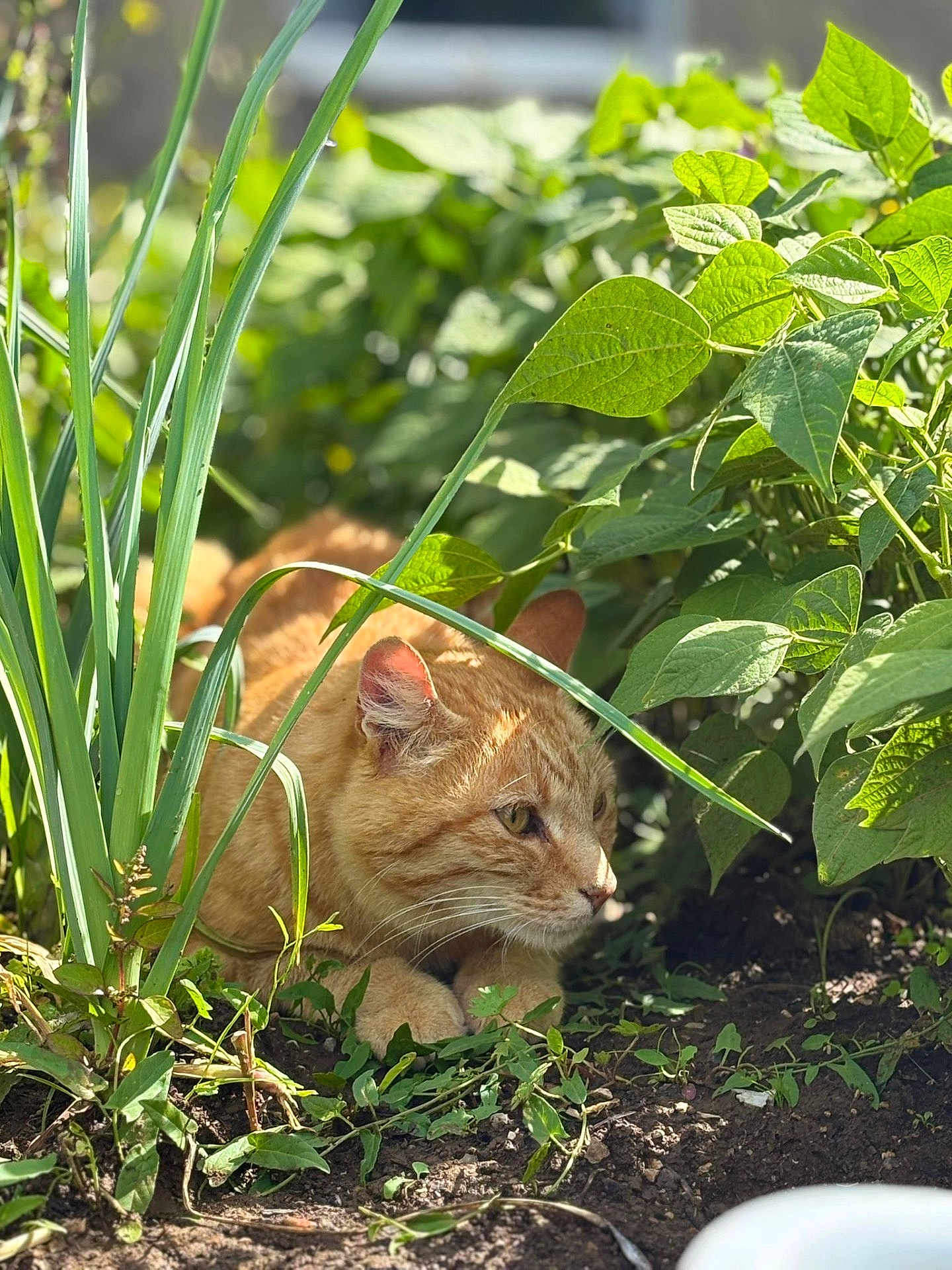 Karamel participe au concours pour gagner de l'argent avec cette photo : cat, ginger_cat, animal, pet, outdoor, garden, plants, greenery, leaves, soil, nature, sunlight, crouching, whiskers, ears, eyes, feline, mammal, closeup, daylight