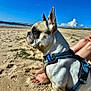 dog, french_bulldog, beach, sand, harness, blue_sky, ocean, waves, person, legs, feet, sunny, outdoor, pet, animal, summer, nature, relaxation, daytime, vacation